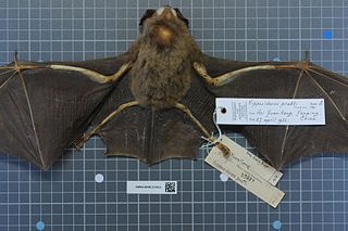 <span class="mw-page-title-main">Pratt's roundleaf bat</span> Species of bat