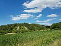 2017-06-26 16:30:53 File:Naturdenkmal Steinriegel Dittwar Burghelle 01.jpg