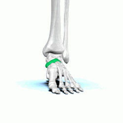 Navicular bone - animation03.gif