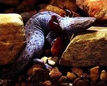 do mudpuppies have teeth