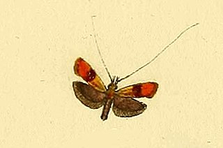 <i>Nemophora molella</i> Species of moth