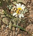 Nas asas desta espécie, Nemoptera sinuata, vista superior, é possível observar a eficiência da camuflagem.