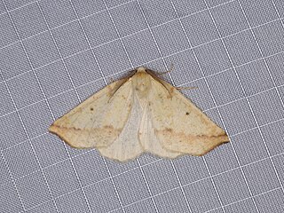 <i>Neoterpes edwardsata</i> Species of moth