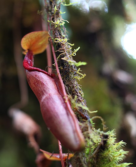 Nepenthes densiflora Mount Kemiri cropped.jpg