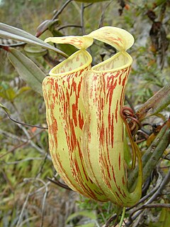 <i>Nepenthes glabrata</i> Species of pitcher plant from Indonesia