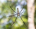 * Nomination Nephila pilipes female, Bangunjiwo, Bantul Crisco 1492 01:54, 25 September 2015 (UTC) * Promotion Good quality. --Vengolis 02:12, 25 September 2015 (UTC)