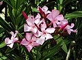 Oljandru Nerium oleander