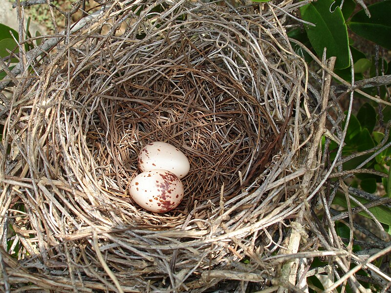 File:Nest & eggs (Tyrannidae).jpg