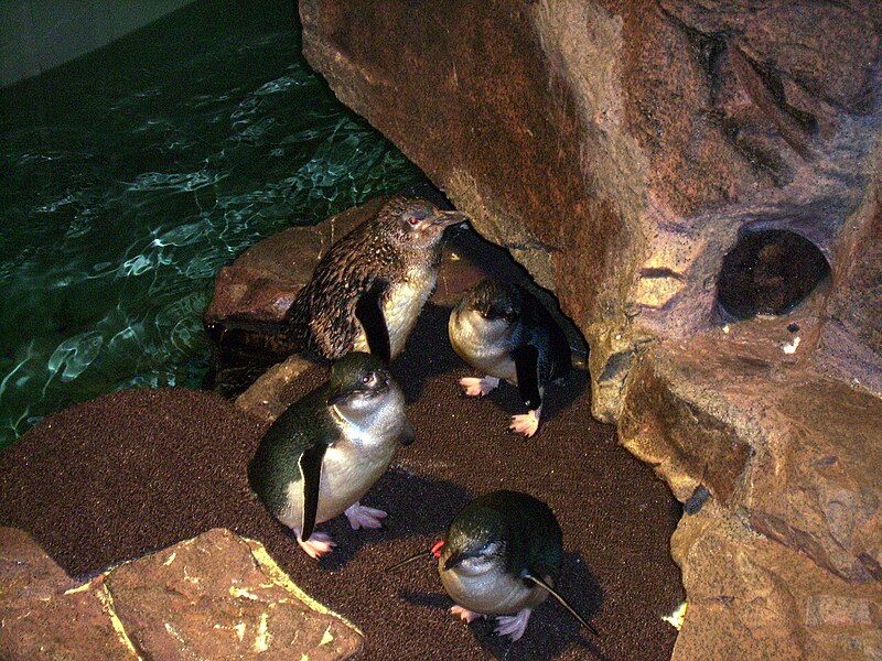 File:New England Aquarium (2638677035).jpg