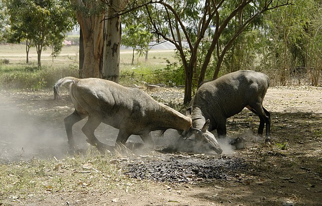 Two male nilgais fighting each other using their horns