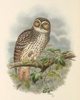 Ninox odiosa - The Birds of New Guinea (cropped).jpg