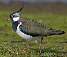 Nagâț (Vanellus vanellus﻿﻿﻿﻿﻿﻿﻿)