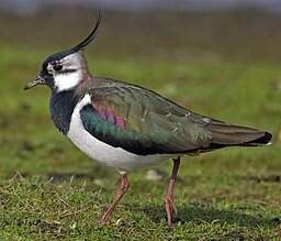 Northern-Lapwing-Vanellus-vanellus crop