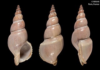 <i>Northia pristis</i> Species of sea snail