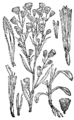 Erigeron canadensis Kanaški úročnik plate 252 in: Martin Cilenšek: Naše škodljive rastline Celovec (1892)