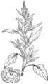 Bela metla [sic]. Chenopodium album. Illustration #287 in Martin Cilenšek, Naše škodljive rastline, Celovec (1892)