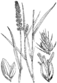 Vretenčasti múhvič. (Pánicum verticillátum [sic!].) Illustration #316 in: Martin Cilenšek: Naše škodljive rastline, Celovec (1892)