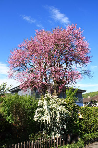 File:Nussbaumen (AG) IMG 9780.JPG