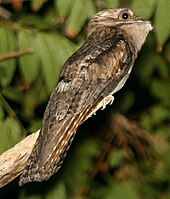 Paraprefica may be a relative of the Northern Potoo. Nyctibius jamaicensis.jpg