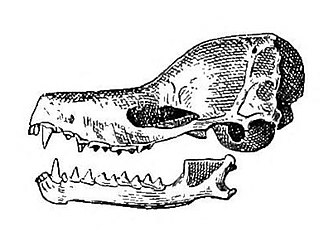 <span class="mw-page-title-main">Gervais's funnel-eared bat</span> Species of bat