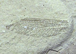 <i>Nymphes georgei</i> Extinct species of insect