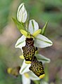 Ophrys scolopax subsp. philippei France - Var - Belgentier