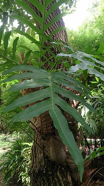 File:Oak Leaf Fern (Drynaria quercifolia).jpg