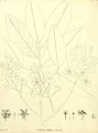 Ochna multiflora De Candolle 1811 t3.jpg