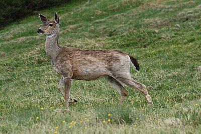 Female Columbian black-tailed deer (O. h. columbianus) in Olympic National Park