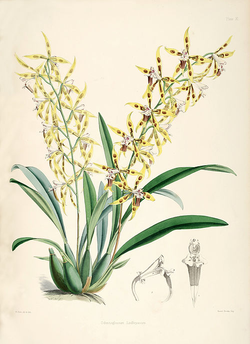 Odontoglossum Lindleyanum.