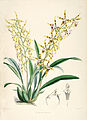 Oncidium lindleyoides (as syn. Odontoglossum lindleyanum) plate 11 in: James Bateman: A Monograph of Odontoglossum, (1874)