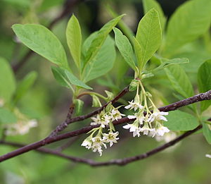 Oemleria cerasiformis, větev s jednoduchými listy a květenstvími