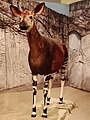 Okapi-Kimbia.jpg
