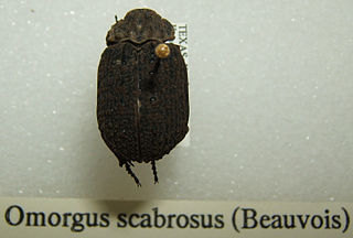 Omorgus scabrosus