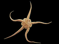 Image 4Brittle starCredit: Hans HillewaertBrittle stars, serpent stars, or ophiuroids (from Latin  ophiurus 'brittle star'; from Ancient Greek  ὄφις (óphis) 'serpent', and  οὐρά (ourá) 'tail'; referring to the serpent-like arms of the brittle star) are echinoderms in the class Ophiuroidea, closely related to starfish. They crawl across the sea floor using their flexible arms for locomotion. The ophiuroids generally have five long, slender, whip-like arms which may reach up to 60 cm (24 in) in length on the largest specimens. (Full article...)More selected pictures