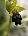 Ophrys fusca Italy - Sicilia, Provinz Enna