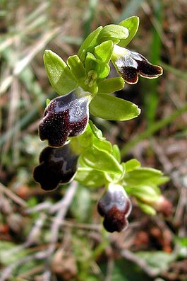 Ophrys fusca Mallorca 01.jpg