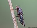 Opomyza germinationis (Linnaeus, 1758)