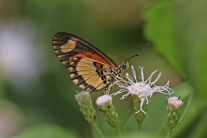 Bộ sưu tập cánh vẩy 4 - Page 40 800px-Orange_streak_acraea_%28Acraea_bonasia%29_underside