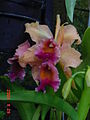 Orchids at Longwood Gardens.jpg