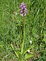 Orchis militaris Germany - Bodensee (bei Karlsruhe)