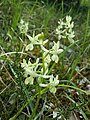 Orchis provincialis