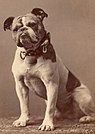 english bulldog origin