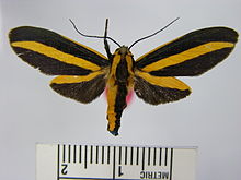 Ormetica taeniata.JPG