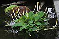 Orontium aquaticum 1 - Buffalo Botanical Gardens.jpg