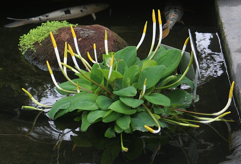 File:Orontium aquaticum 1 - Buffalo Botanical Gardens.jpg