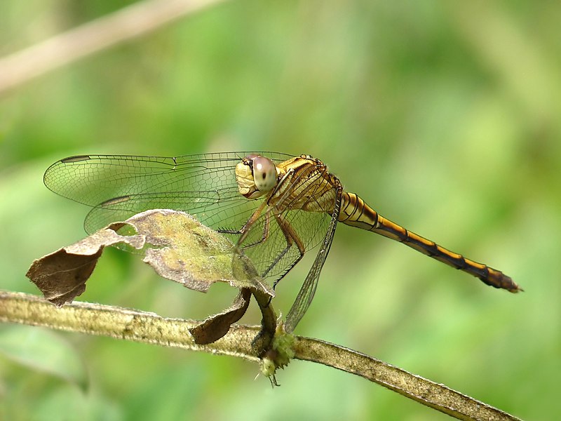 File:Orthetrum luzonicum female in Kadavoor.jpg