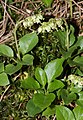 flowering plants (northern Germany)