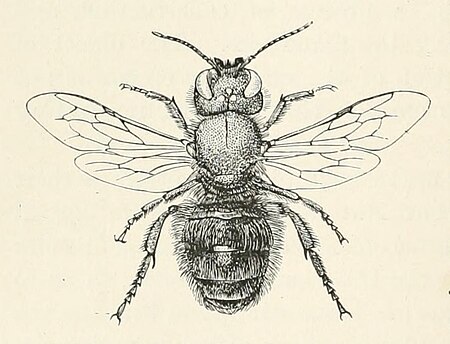 Osmia_tricornis