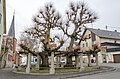 Village or dance linden tree